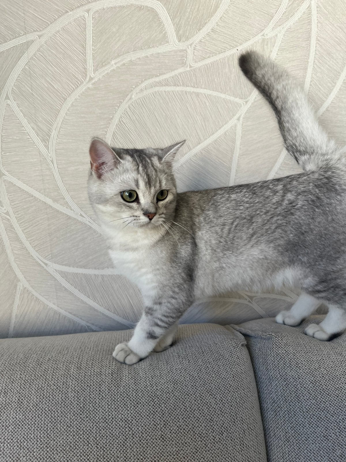 Super lief kitten katertje brits korthaar met stamboom, Dieren en Toebehoren, Meerdere dieren, Met stamboom, 0 tot 2 jaar