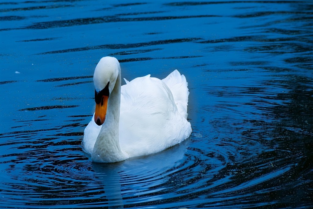 Foto van Zwaan, Ophalen of Verzenden, Foto, Fotografie, Ingelijst
