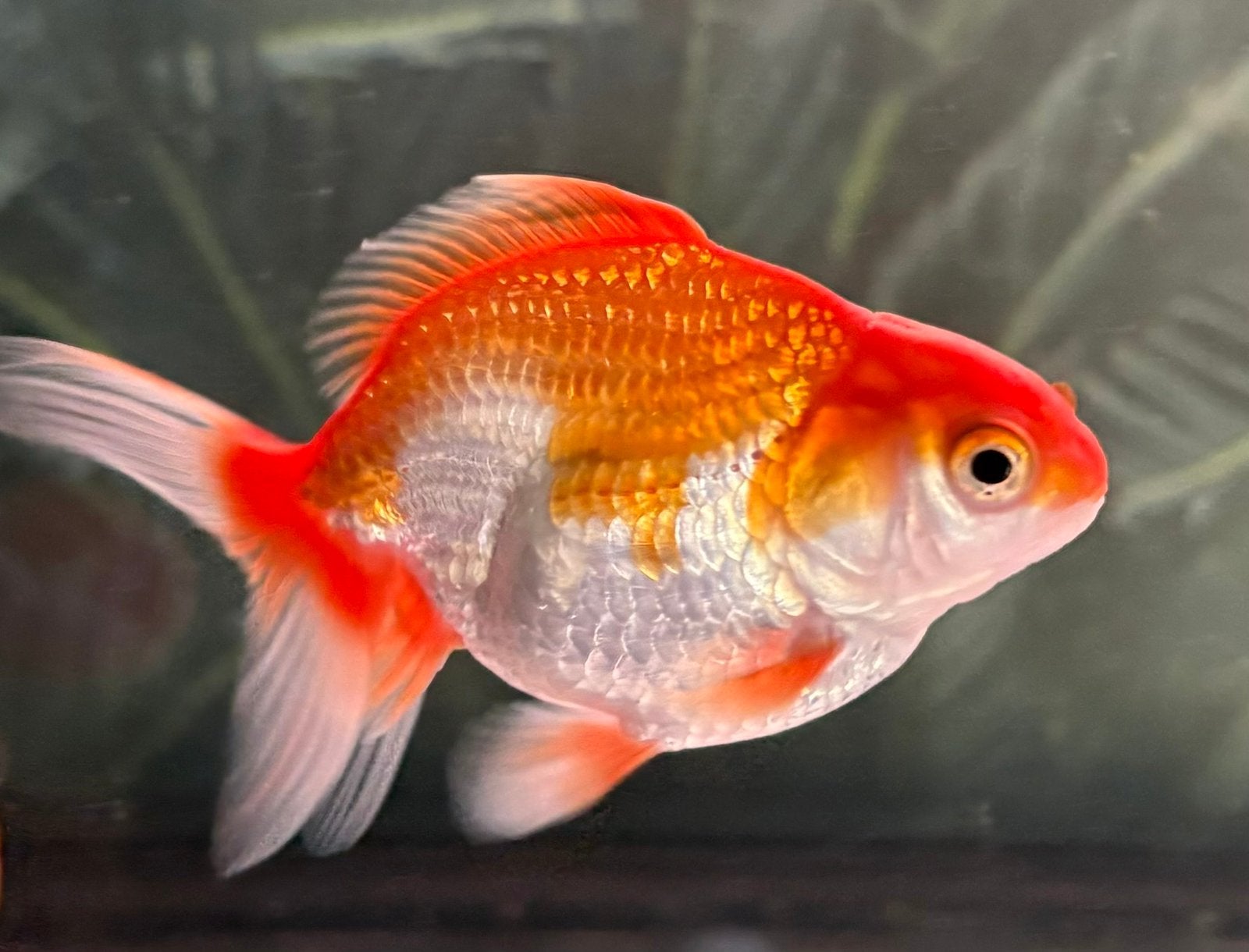 Sluierstaart goudvis, Dieren en Toebehoren, Vissen | Aquariumvissen, Vis