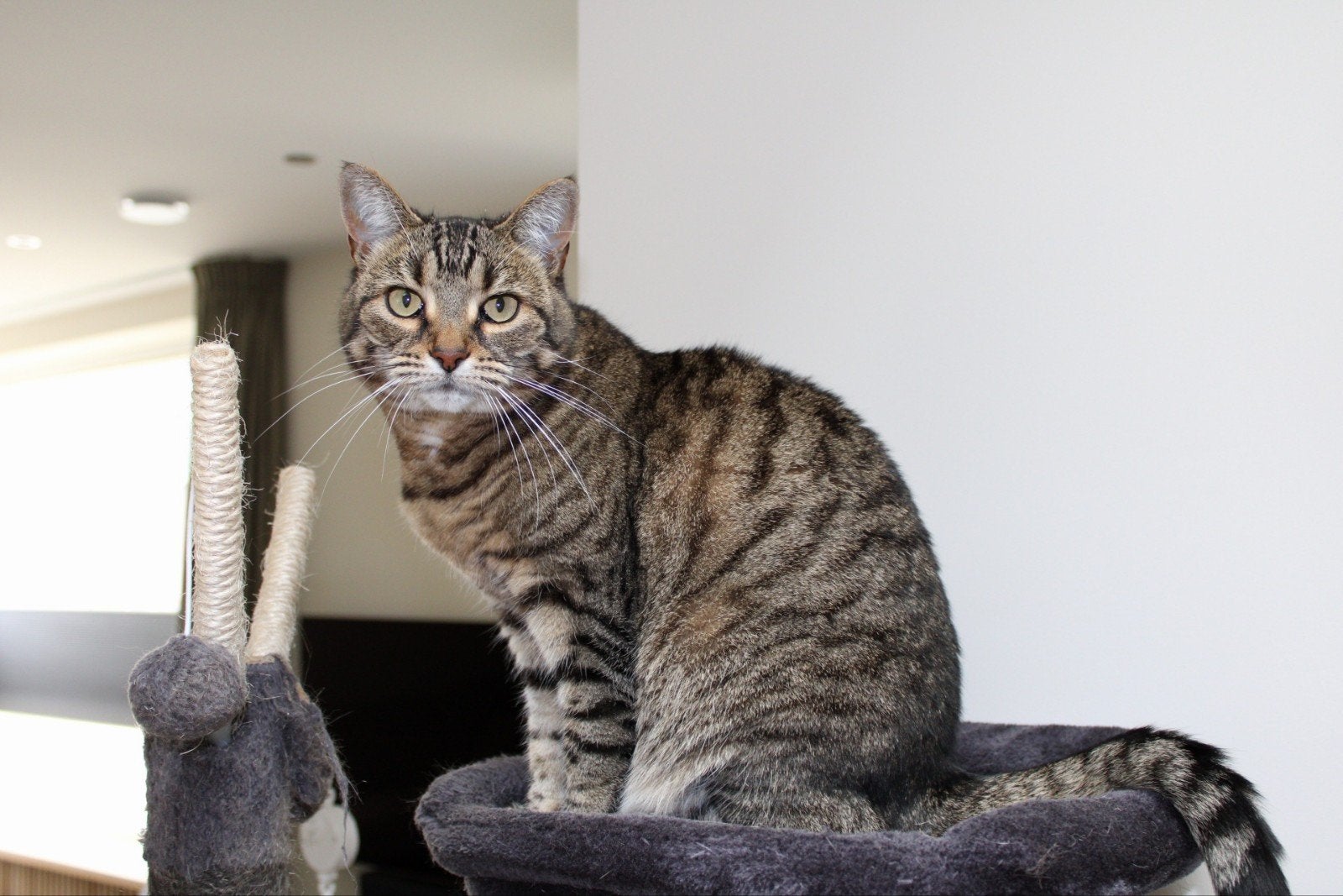 Lieve poes zoekt een fijn en rustig thuis, Dieren en Toebehoren, Katten en Kittens | Overige Katten, Poes