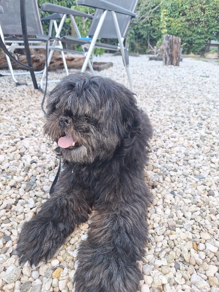 Lieve reu (4 jr., 11 kg), Parvo, Particulier, Buitenland, Eén hond
