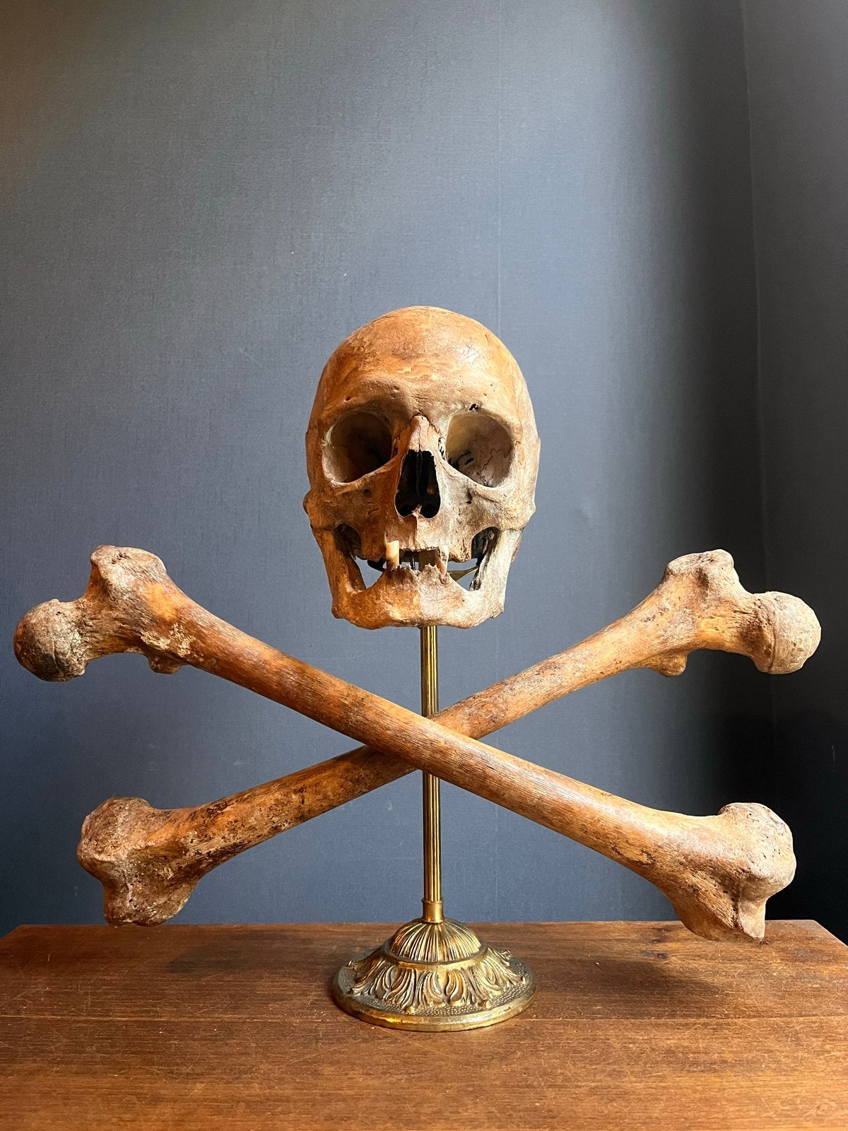 Antieke schedel en botten op standaard - Memento Mori, Ophalen of Verzenden