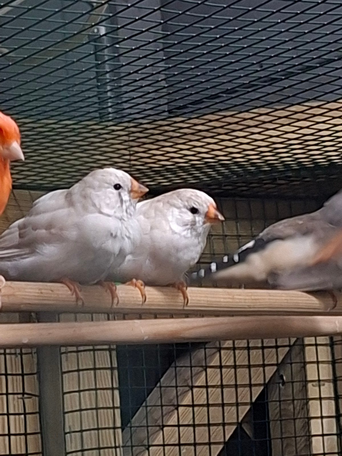 3 jonge zebravinken, Dieren en Toebehoren, Vogels | Overige Vogels, Meerdere dieren