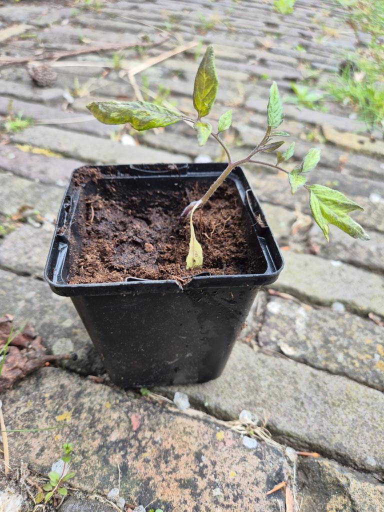 Gele cherry tomatenplantjes voor in de moestuin, Ophalen of Verzenden, Minder dan 100 cm, Overige soorten, Zomer