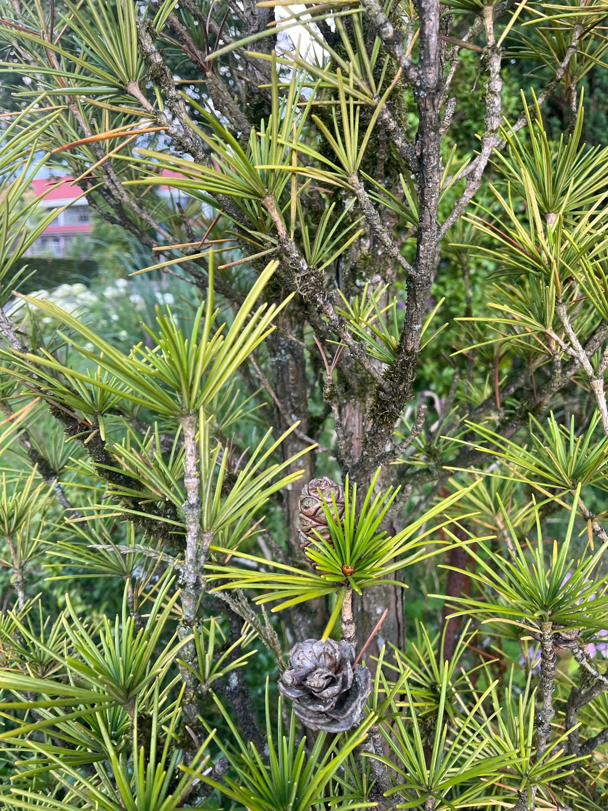 Japanse parasolden - 350 cm hoog, Tuin en Terras, Planten | Bomen, Ophalen, Bloeit niet, Halfschaduw, Overige soorten