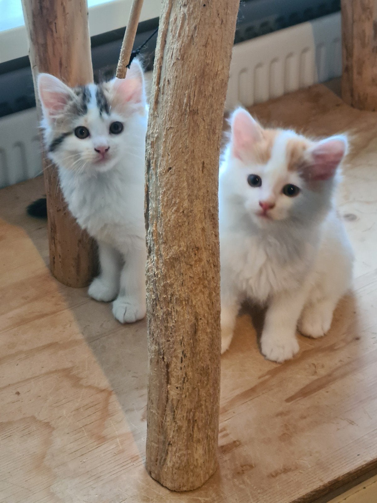 Ragdoll X langharig, Meerdere dieren, Ingeënt
