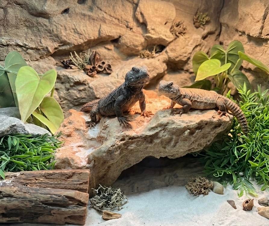 Uromastyx dispar flavifasciata 0.0.2, Dieren en Toebehoren, Reptielen en Amfibieën, 0 tot 2 jaar
