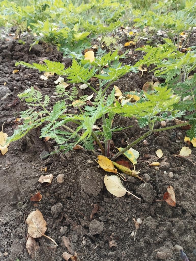 roomse kervel kruudmoes kruidmoes moespollen melkmoes, Ophalen, Vaste plant, Halfschaduw, Kruiden