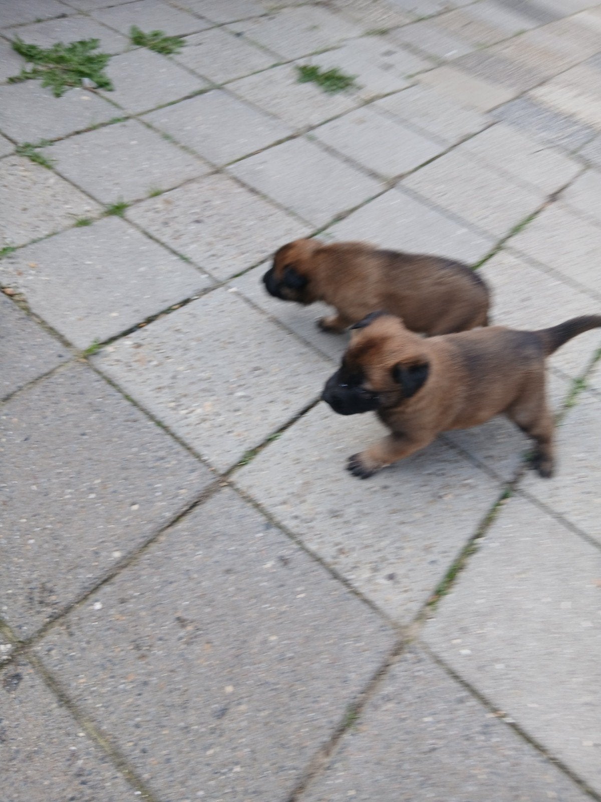 mechelseherder pups, Dieren en Toebehoren, 8 tot 15 weken, Teef, Meerdere, CDV (hondenziekte)