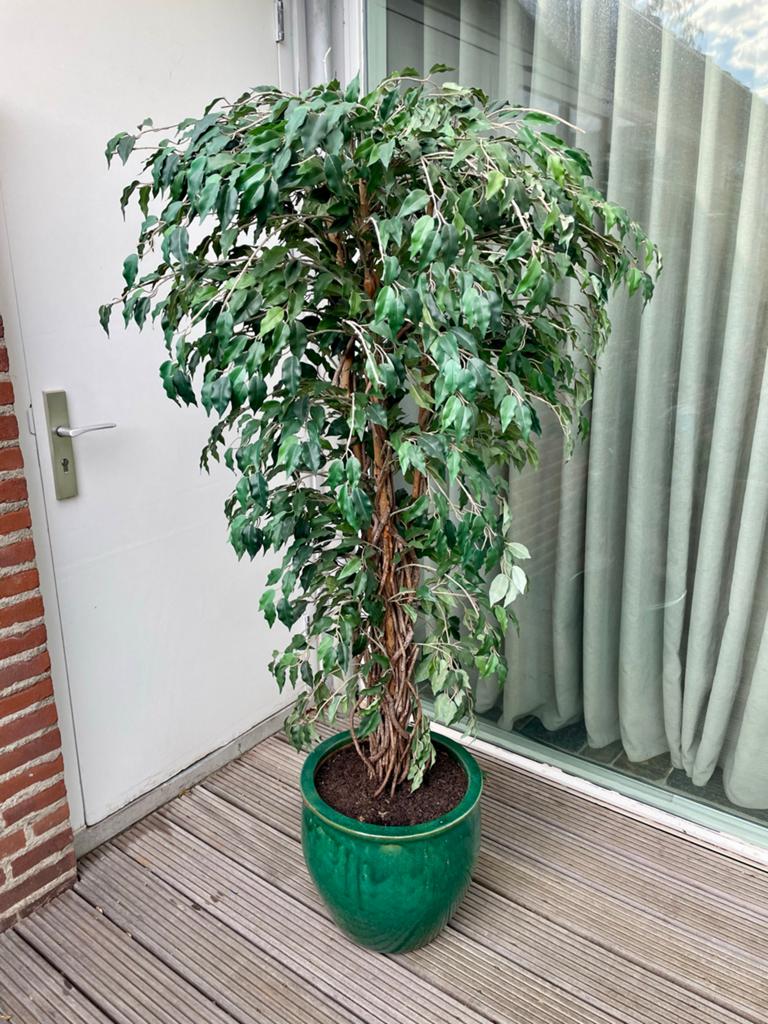 Ficus kunstplanten in aardewerk potten - 6 stuks, Ophalen, Binnen, Kunstplant, Kunststof