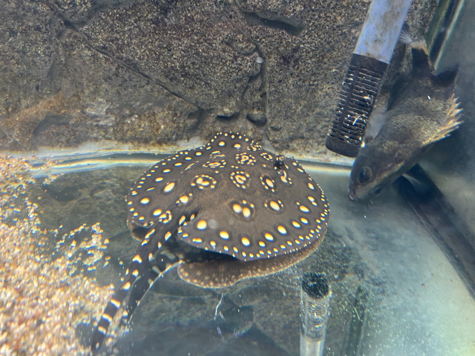 potamotrygon black diamond laaste twee