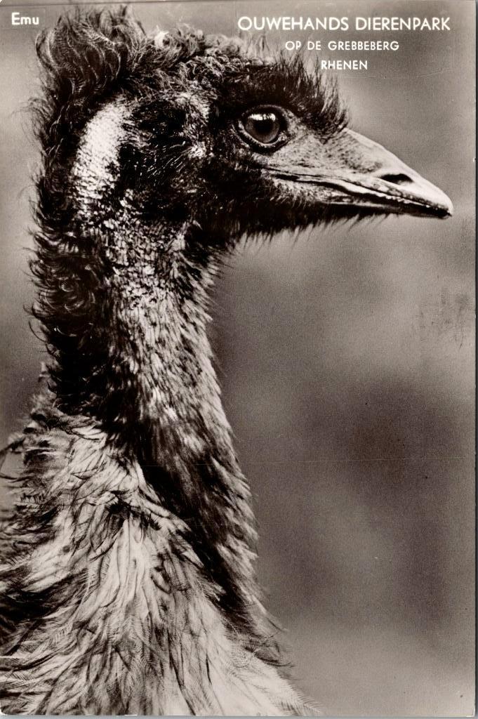 Rhenen - Ouwehands Dierenpark Grebbeberg emu, Verzamelen, Verzenden, 1960 tot 1980, Gelopen, Utrecht