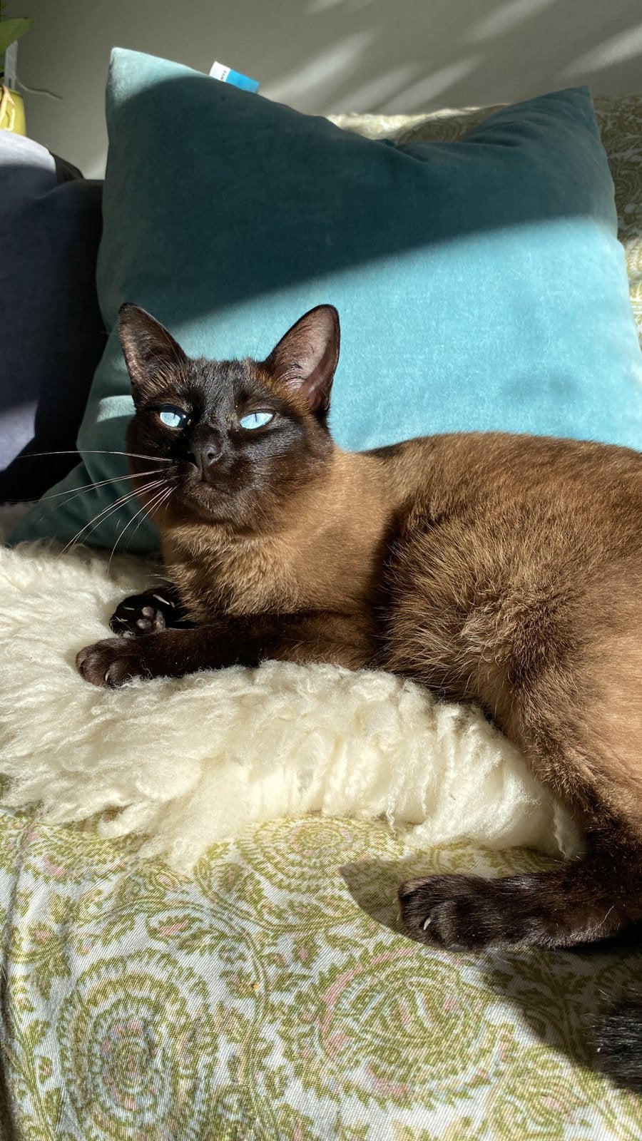 Siamese poes 3 jaar, Dieren en Toebehoren, Katten en Kittens | Dekkaters
