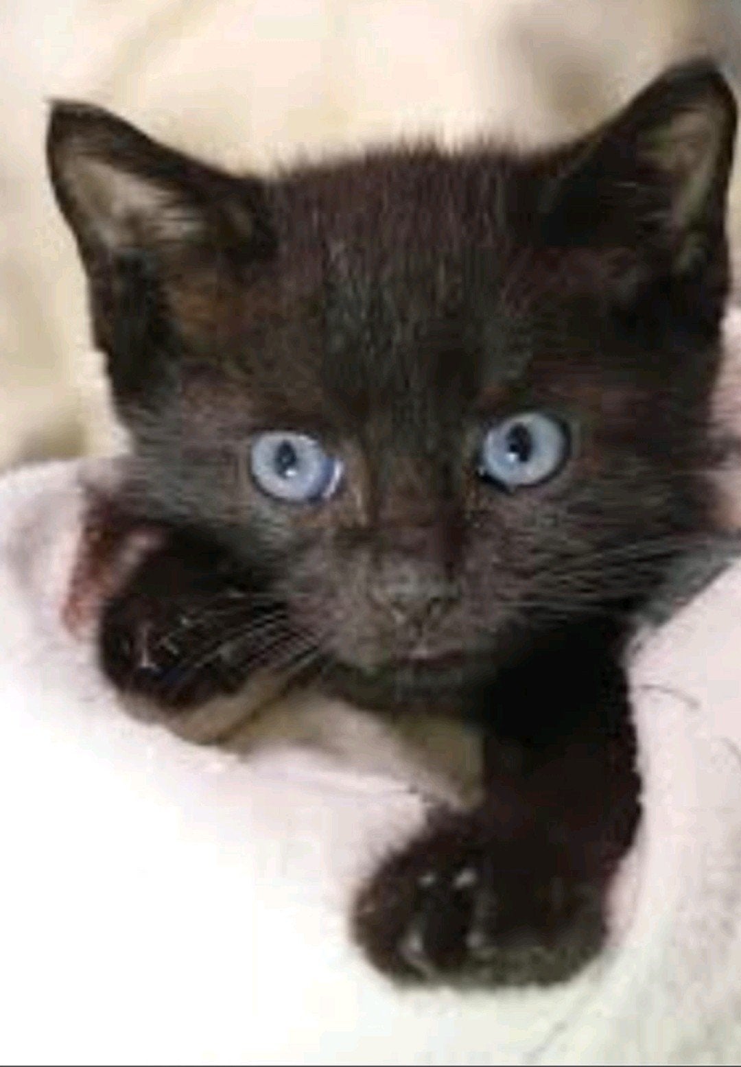 1 zwart schattig poesje💝+ 1 zwartwit katertje ‍💙voor jou❓️, Meerdere dieren