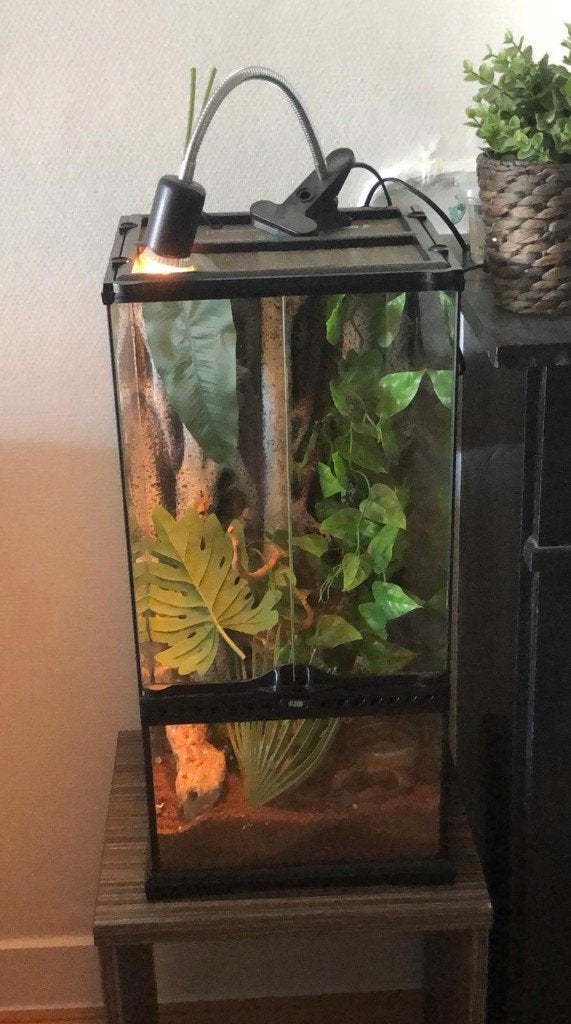 Paludarium / terrarium 30 x 30 x 60 cm, Dieren en Toebehoren, Ophalen, Gebruikt, Terrarium of Paludarium