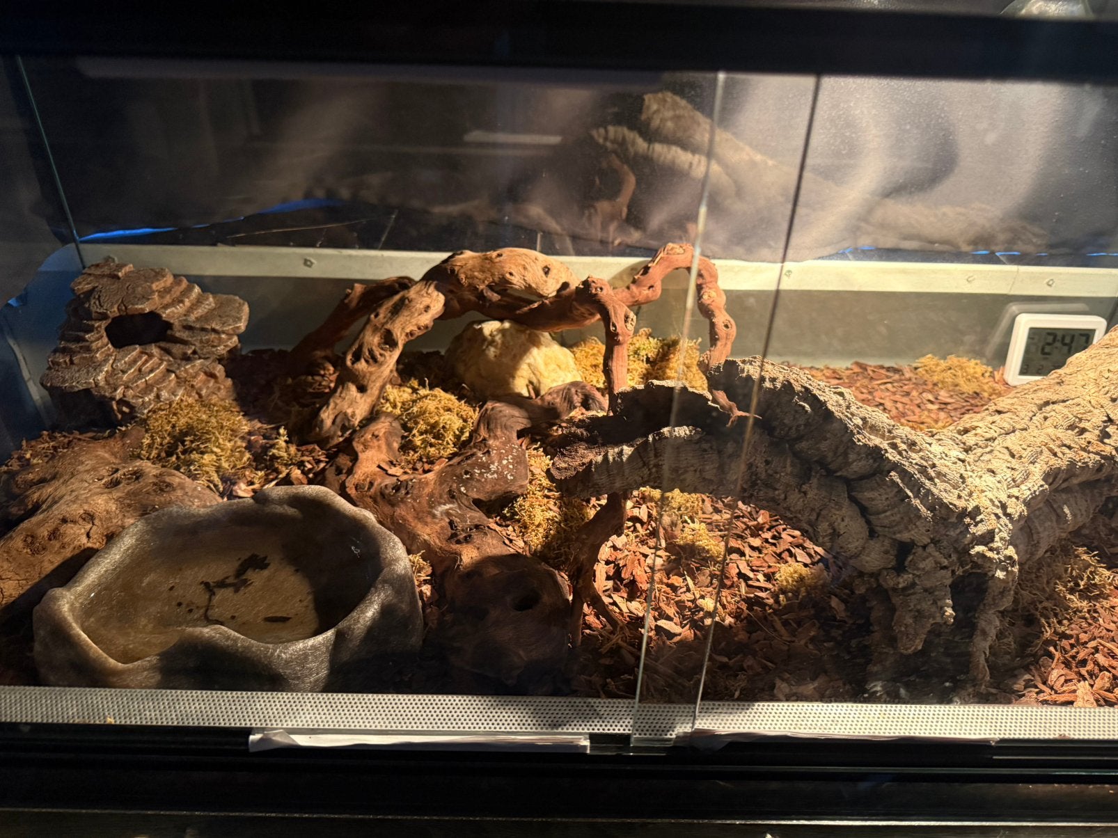 Ball pythons met terrariums Ball Python photo 7