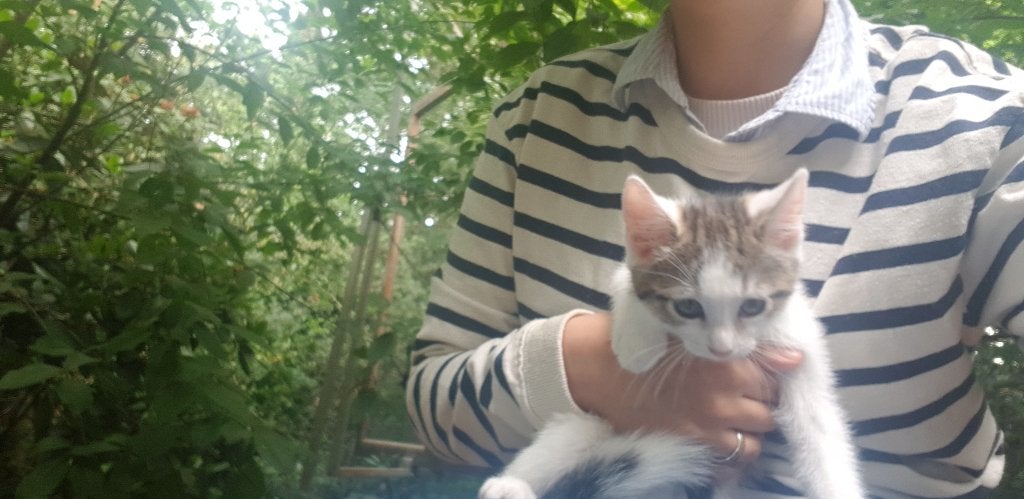 7 Lieve kittens zoeken forever thuis, Meerdere dieren, Kortharig, 0 tot 2 jaar