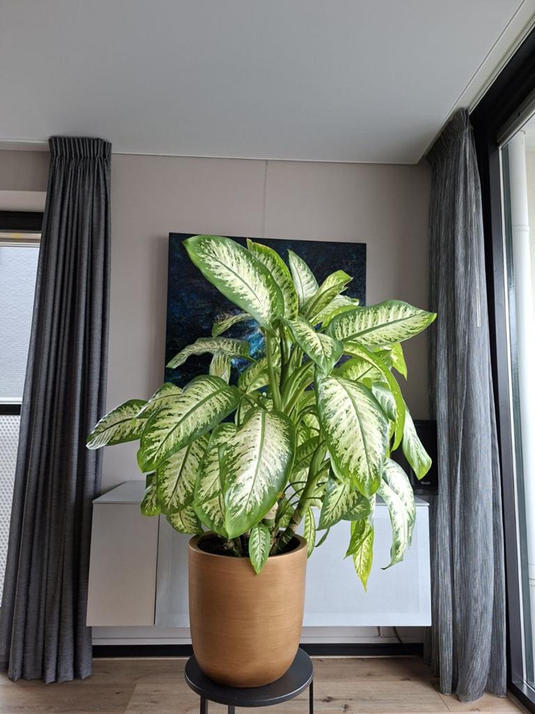Dieffenbachia plant in pot, Ophalen, In pot, Halfschaduw