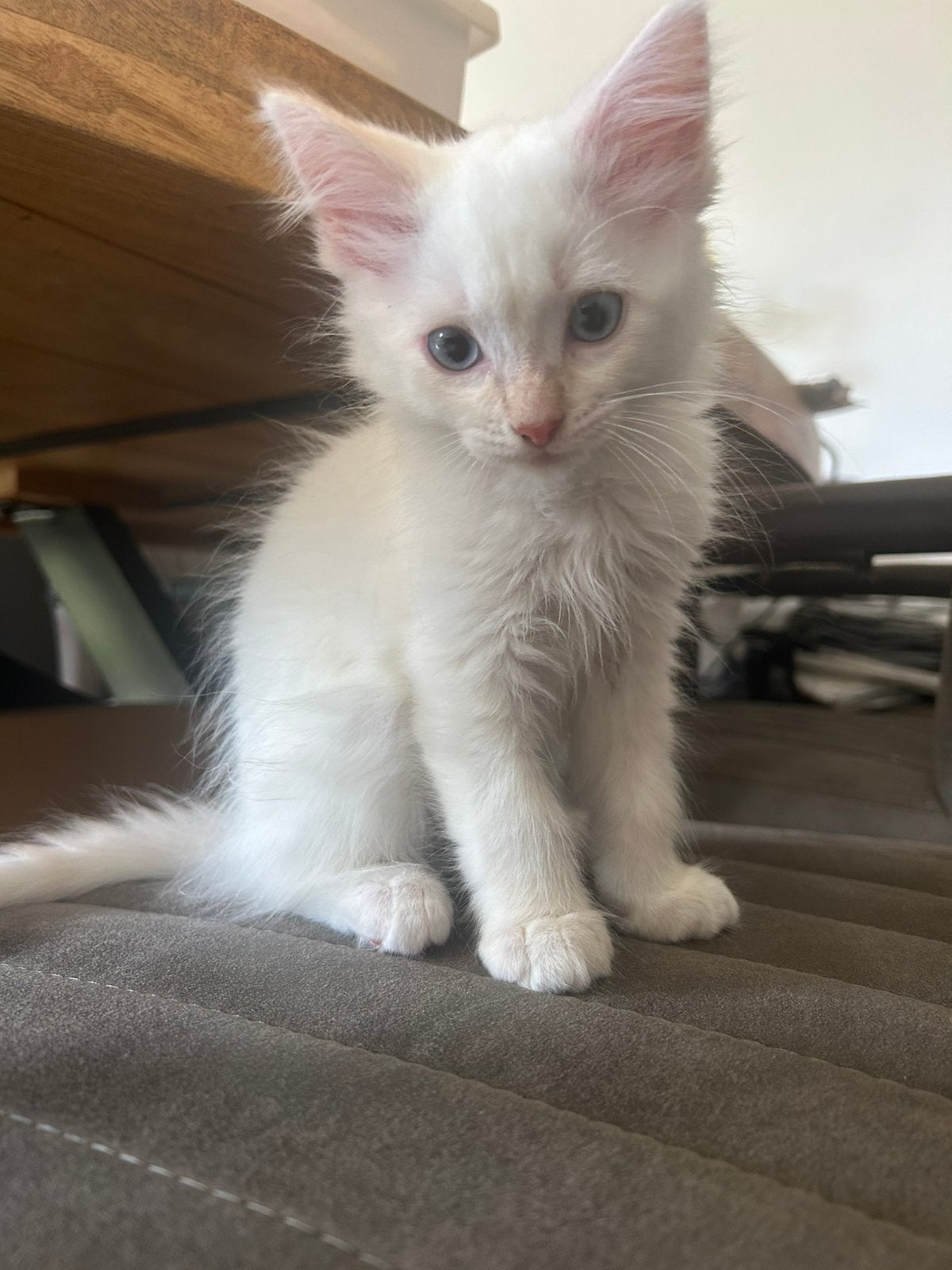 ragdoll x maincoon kittens te koop, Dieren en Toebehoren, Meerdere dieren, Gechipt