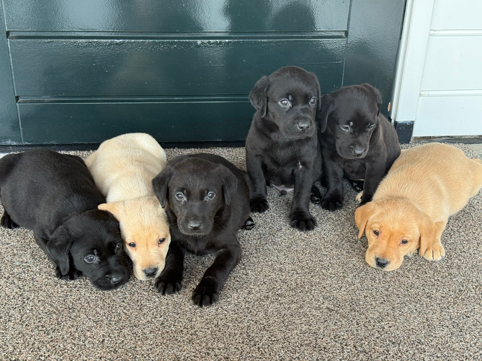 Labrador redfox retriever, Nederland, Parvo, 8 tot 15 weken, Labrador retriever