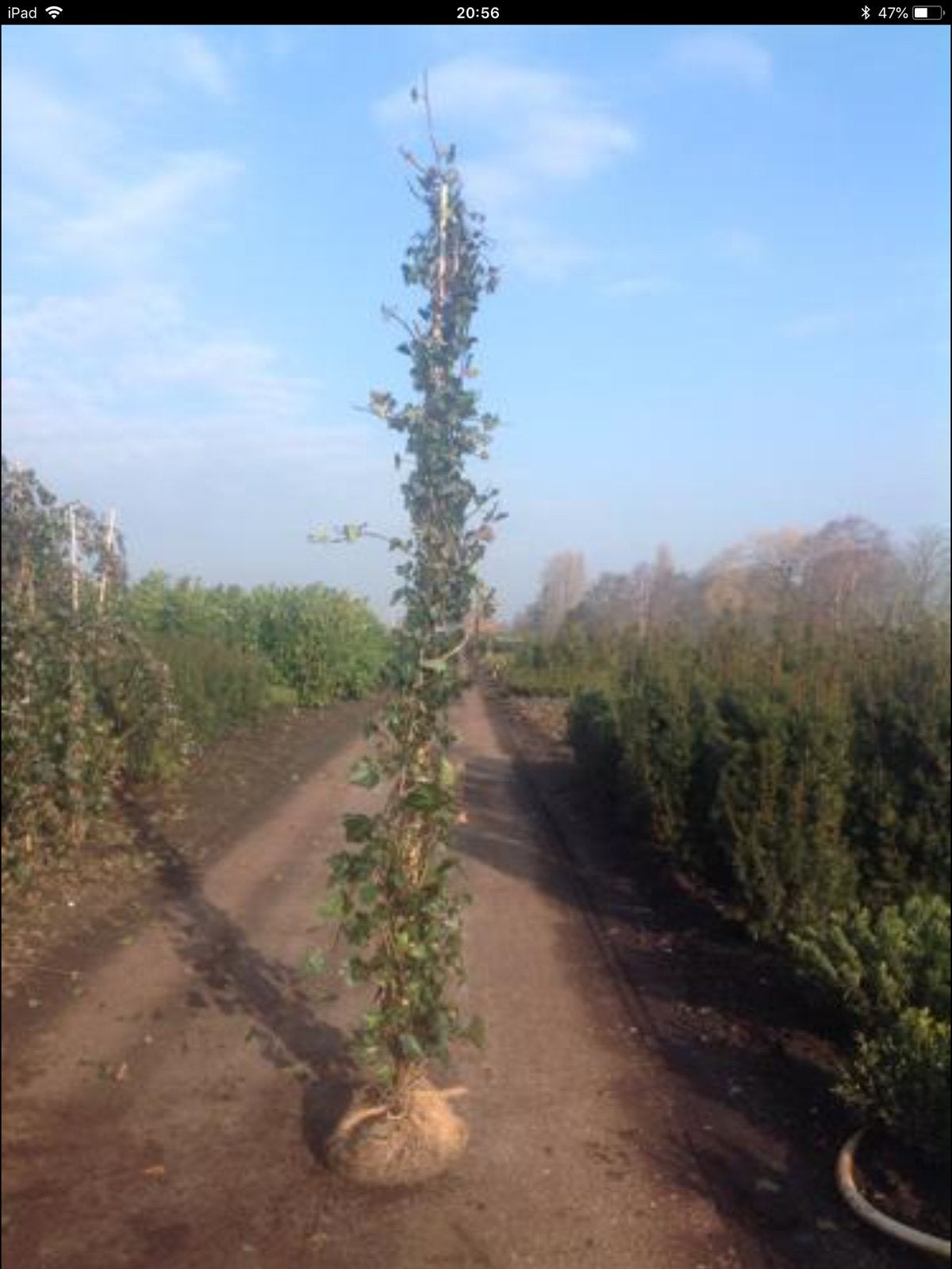 Hedera Hibernica - Klimop - diverse maten, Ophalen, Overige soorten, 100 tot 250 cm