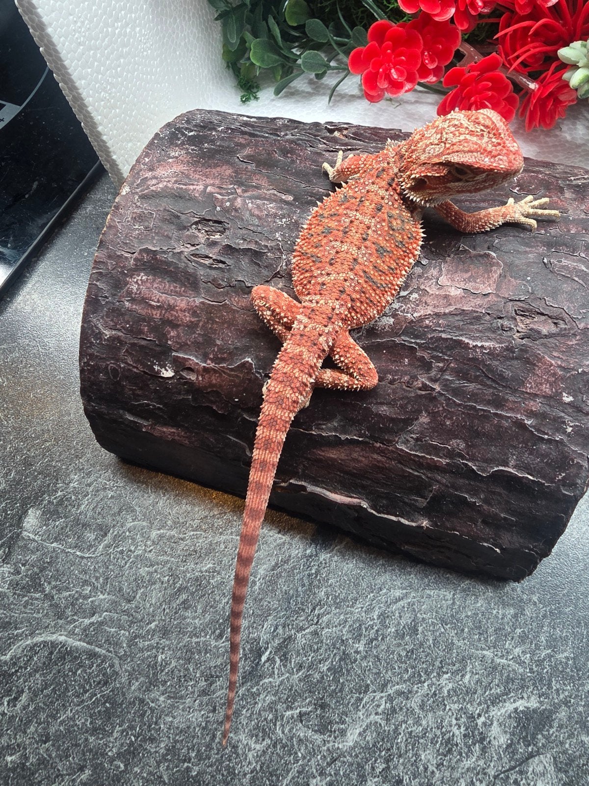red monster, hypo, man, Hagedis, 0 tot 2 jaar