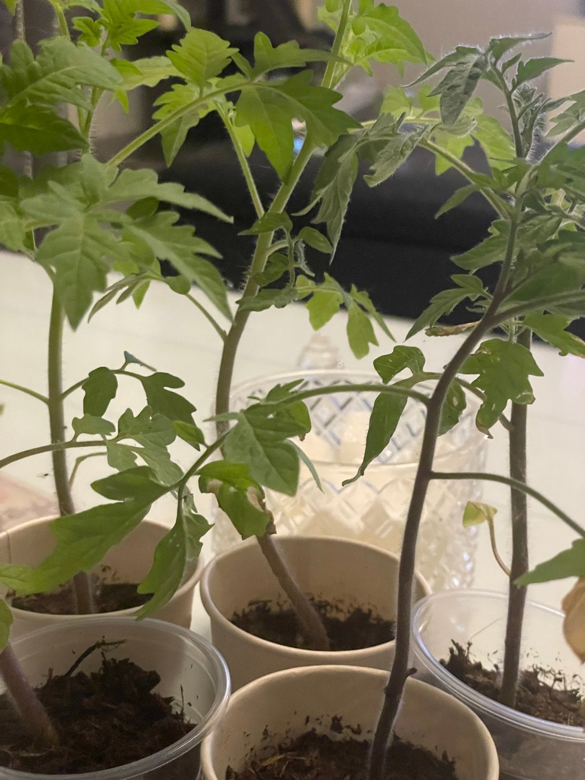 Zwarte Cherry Tomatenplantjes - Indigo Rose, Ophalen, Volle zon, Groenteplanten, Eenjarig