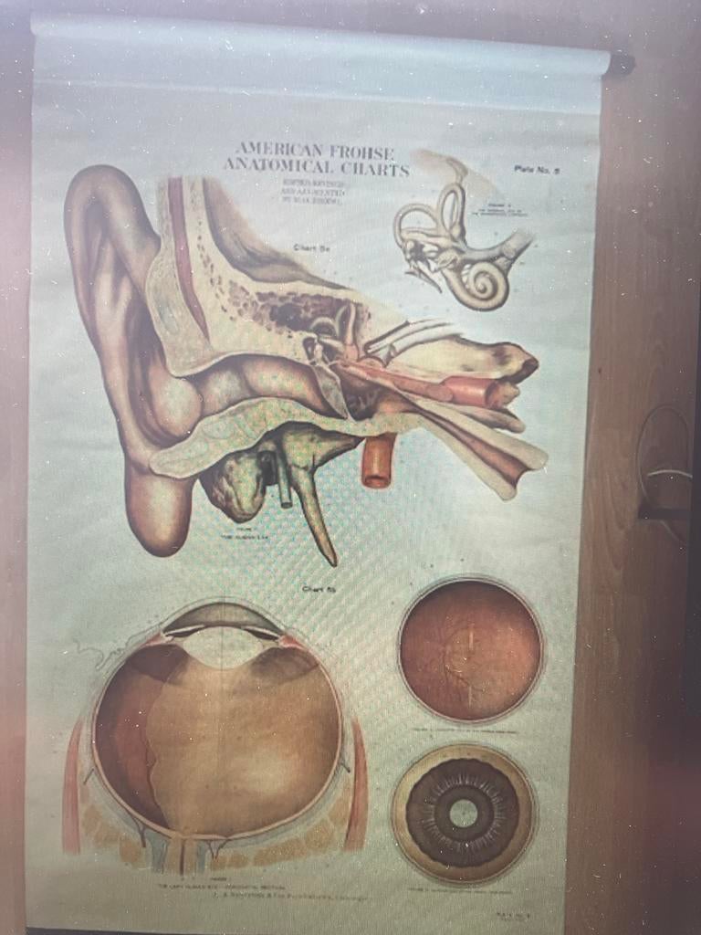 Vintage Anatomische Plaat Oor en Oog - Frohse Charts, Antiek en Kunst, Antiek | Schoolplaten, Ophalen of Verzenden, Natuur en Biologie