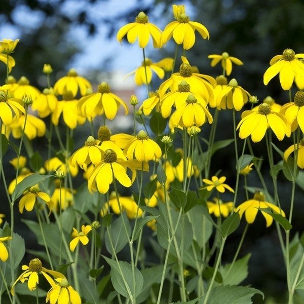 Vaste planten: Rudbeckia, nitida, Herbstsonne (zonnehoed) p9, Ophalen, Bodembedekkers, Vaste plant, Halfschaduw