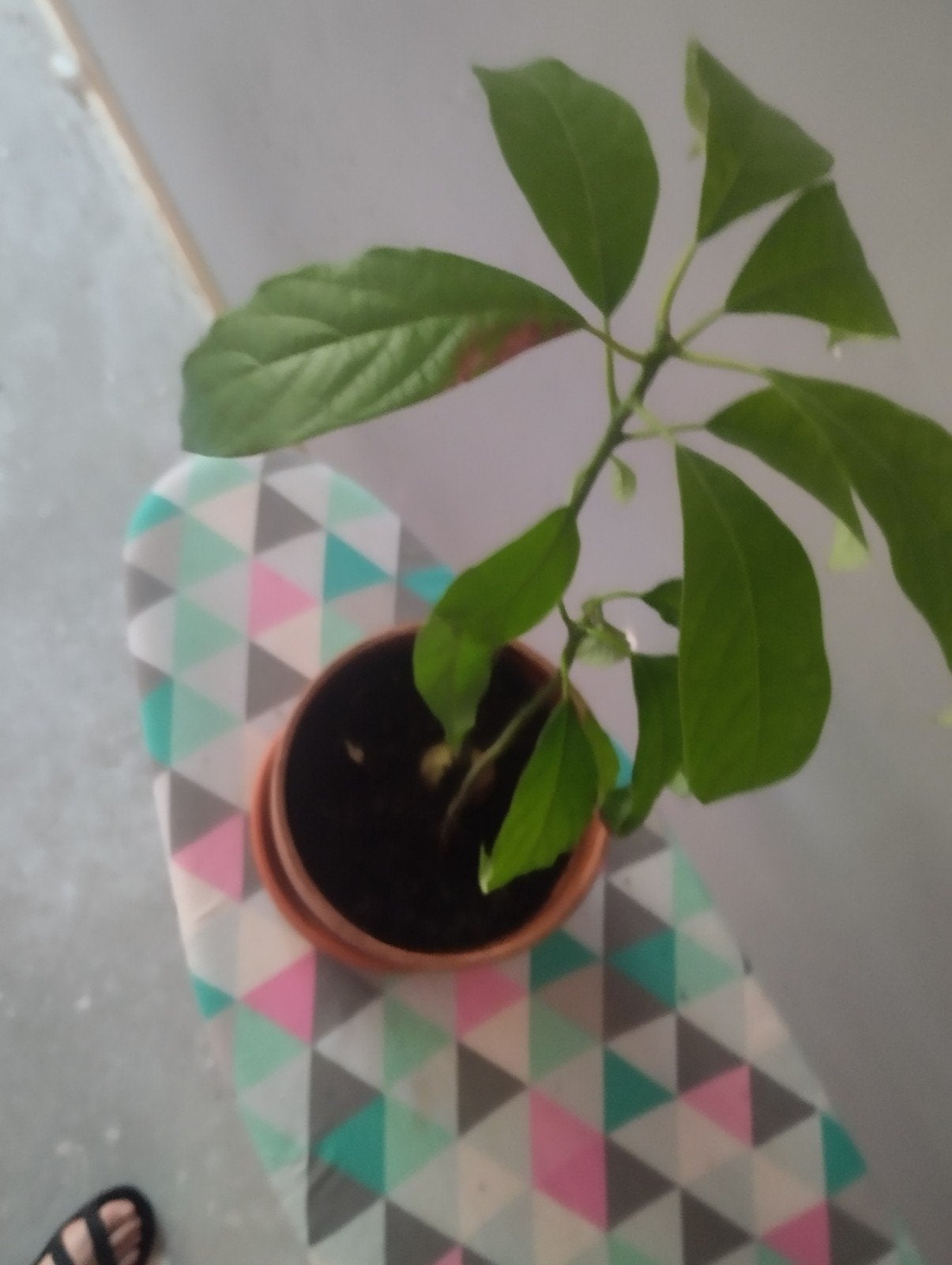 Jonge Avocado Plant - Zelf Gekweekt, Ophalen, Volle zon, Vaste plant, Bloeit niet