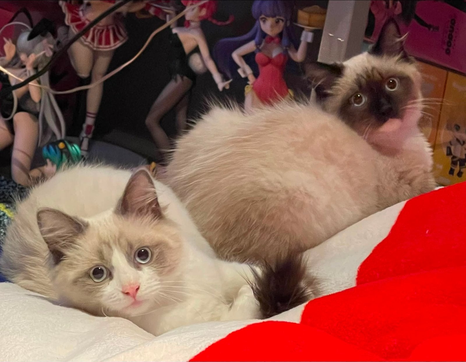 Ragdoll kittens ( katers ), Kater, Ingeënt, 0 tot 2 jaar