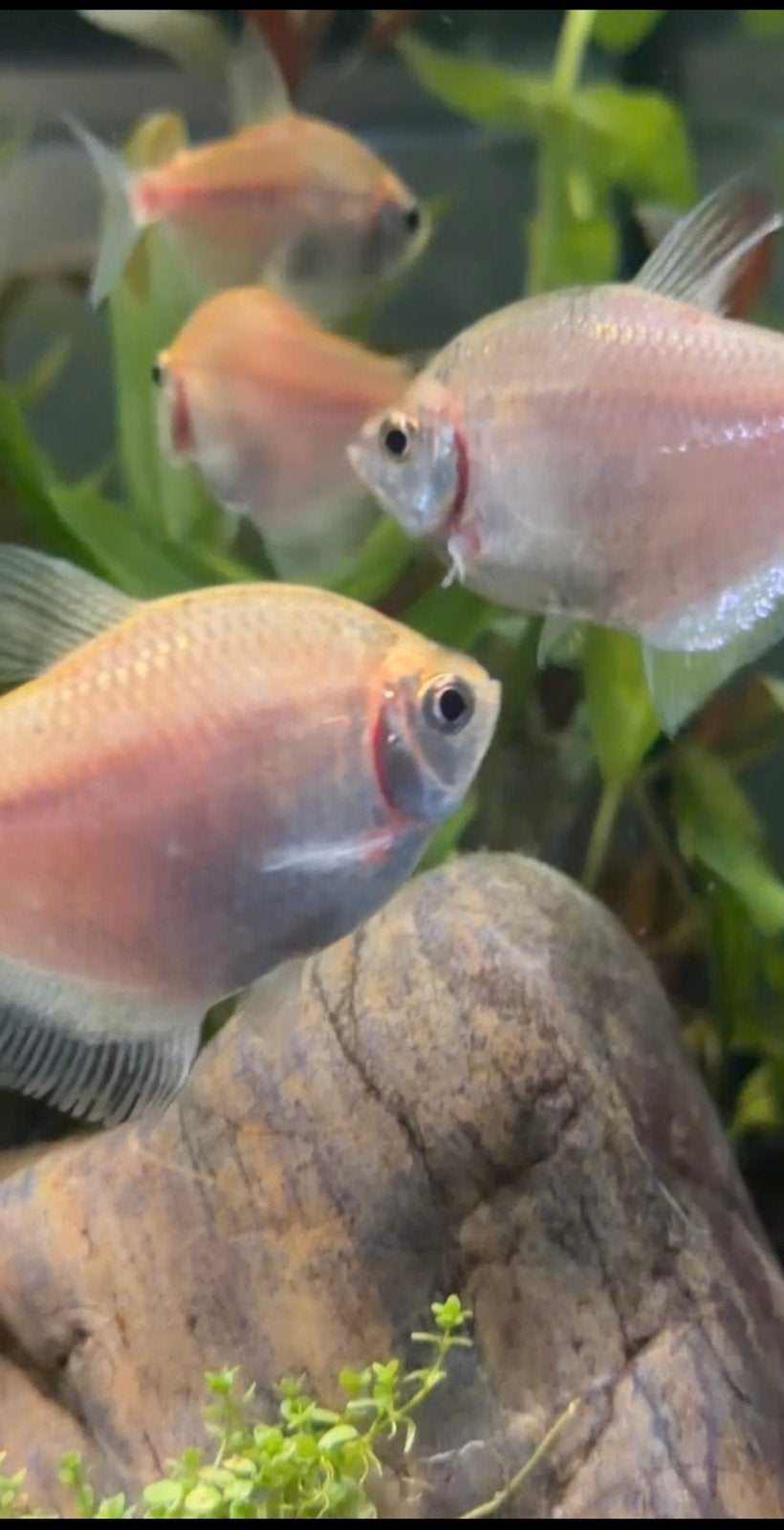 Tetra, Dieren en Toebehoren, Vis