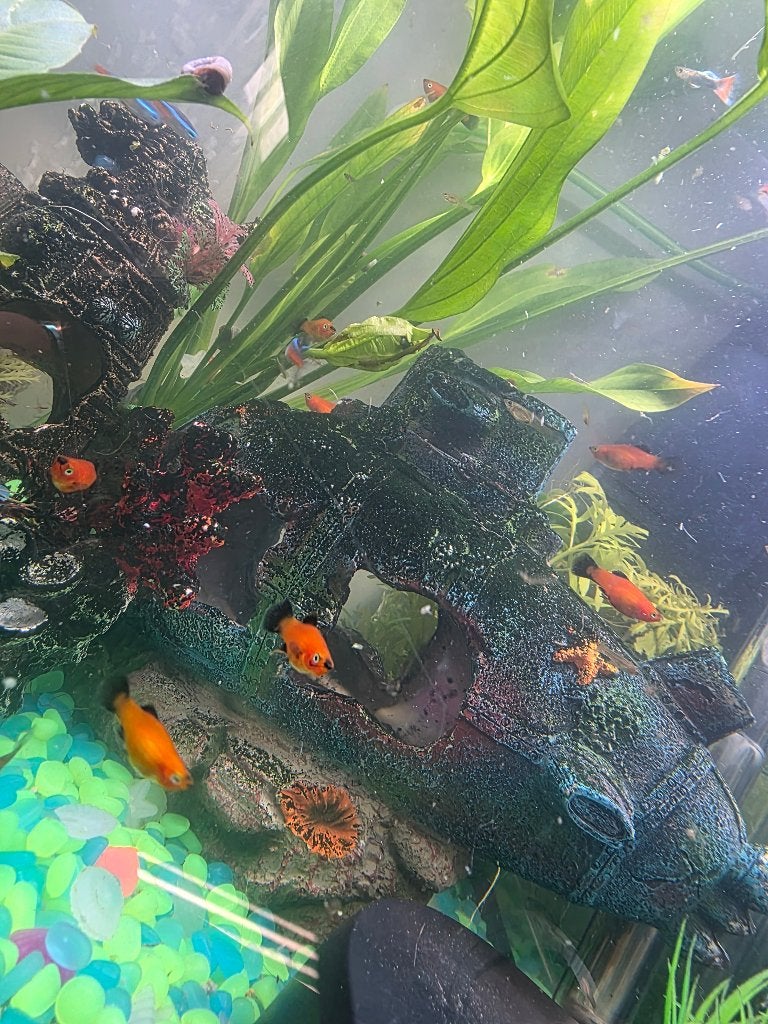 Platy vis, Dieren en Toebehoren, Vissen | Aquariumvissen, Vis, Zoetwatervis