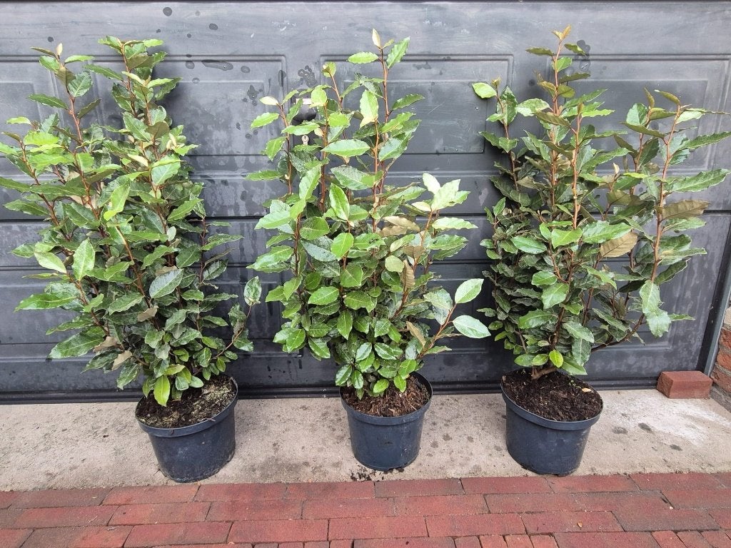 Olijfwilg compacta potgekweekte haagplanten 70-80 cm, Ophalen of Verzenden, Overige soorten, Haag, Minder dan 100 cm