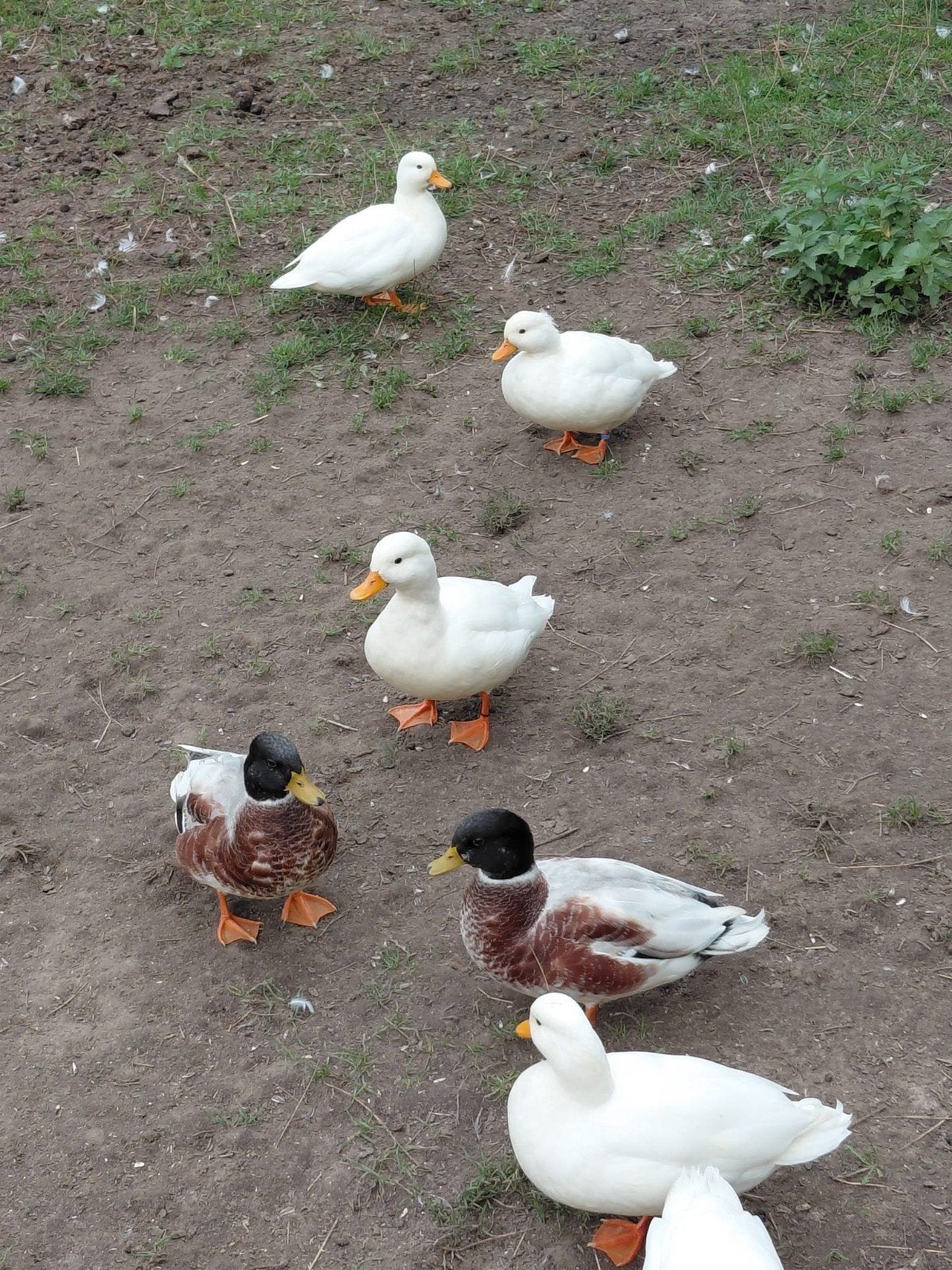 kwakers te koop, Dieren en Toebehoren, Meerdere dieren, Eend