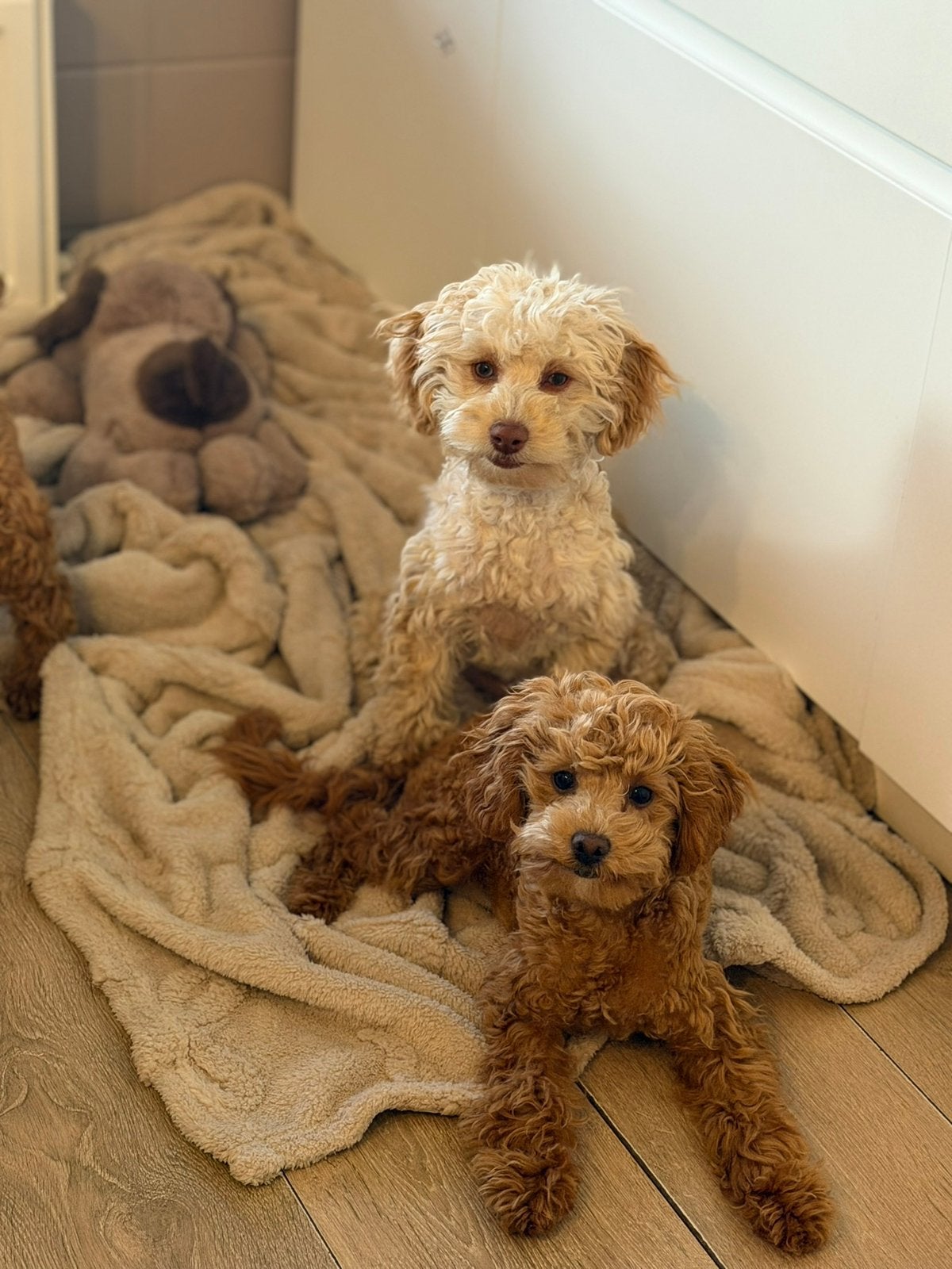 Toy poedel teefjes abrikoos en blond, Dieren en Toebehoren, Honden | Chihuahua's en Gezelschapshonden, Poedel, Parvo, Nederland