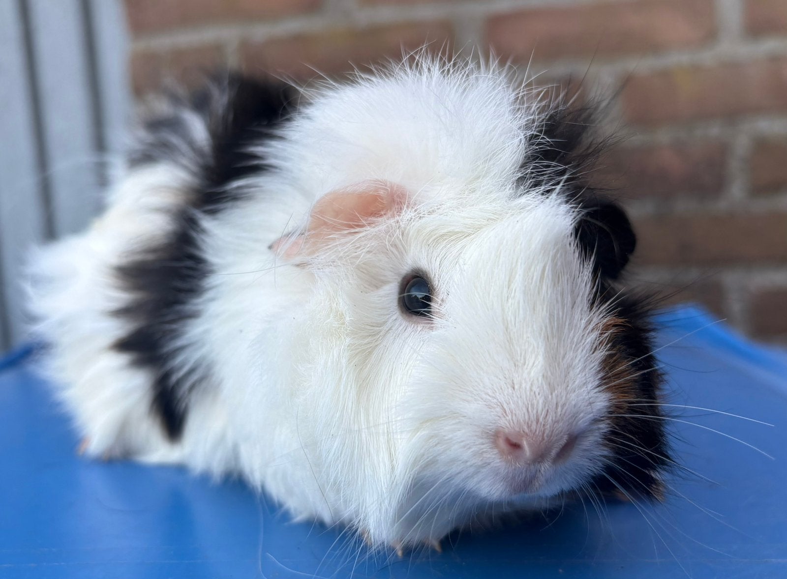 Cavia zeugjes, April, Vrouwelijk, Cavia