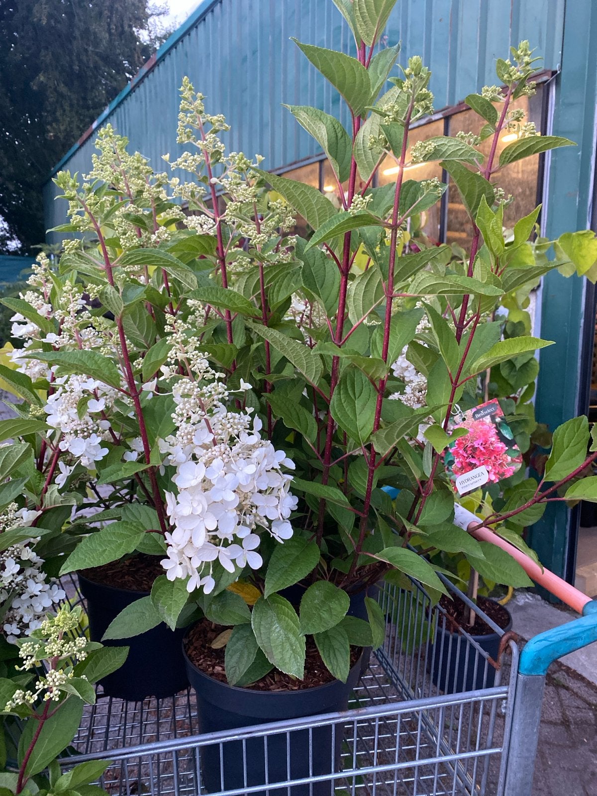 Hortensia Pinky-Winky - Prachtige pluimhortensia, Tuin en Terras, Planten | Tuinplanten, Volle zon, Vaste plant, Zomer, Ophalen