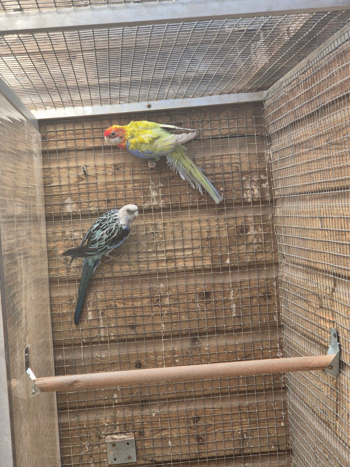 te koop een heel mooi koppel rozella.s, Meerdere dieren, Parkiet, Geringd