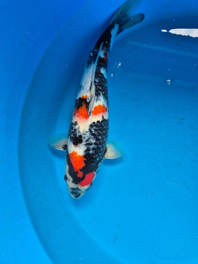 Mooie showa, Dieren en Toebehoren, Karper of Koi