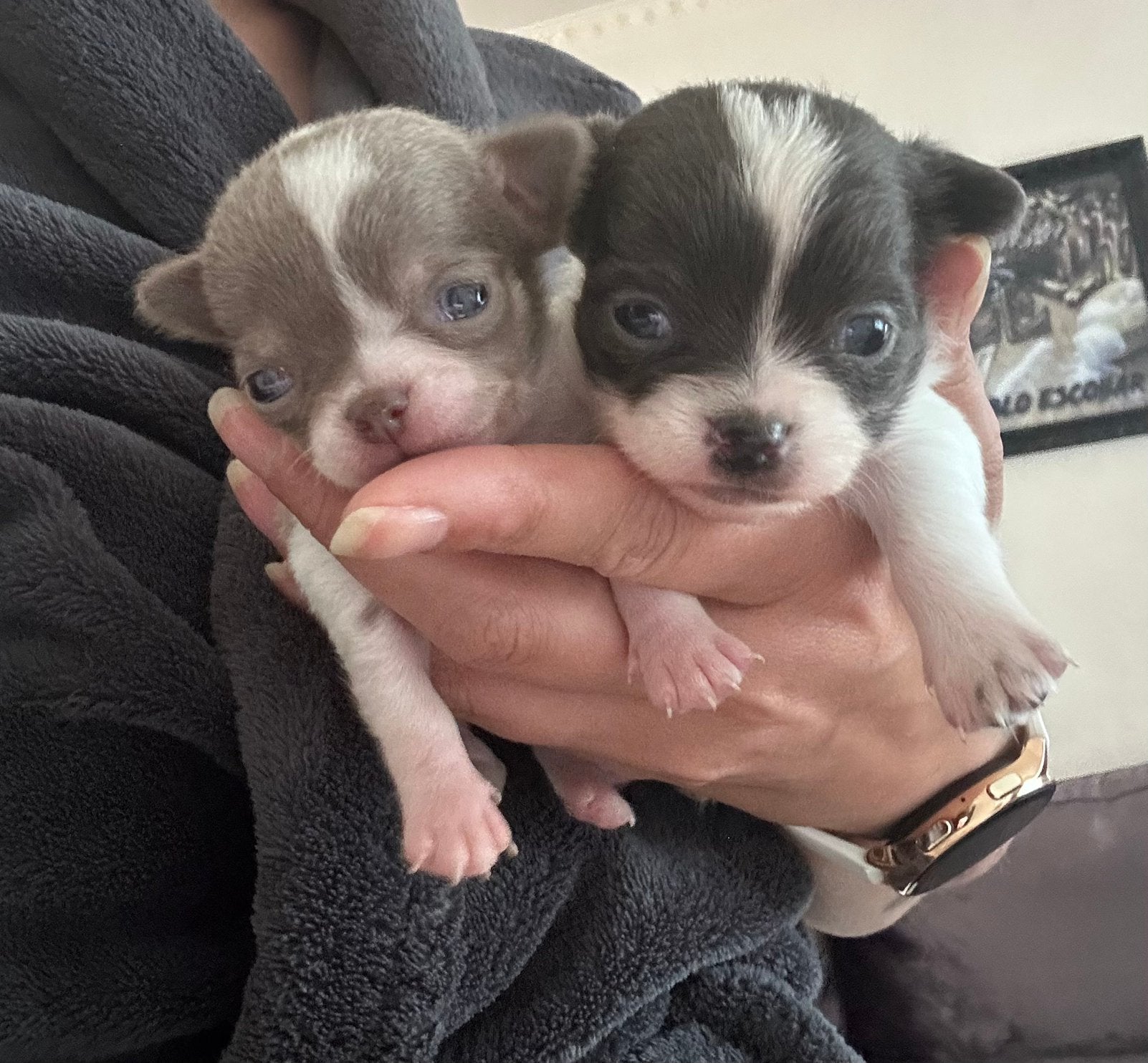 Raszuivere chihuahua pups super mini en mooi gekleurd, 8 tot 15 weken, Parvo, Meerdere, Meerdere dieren