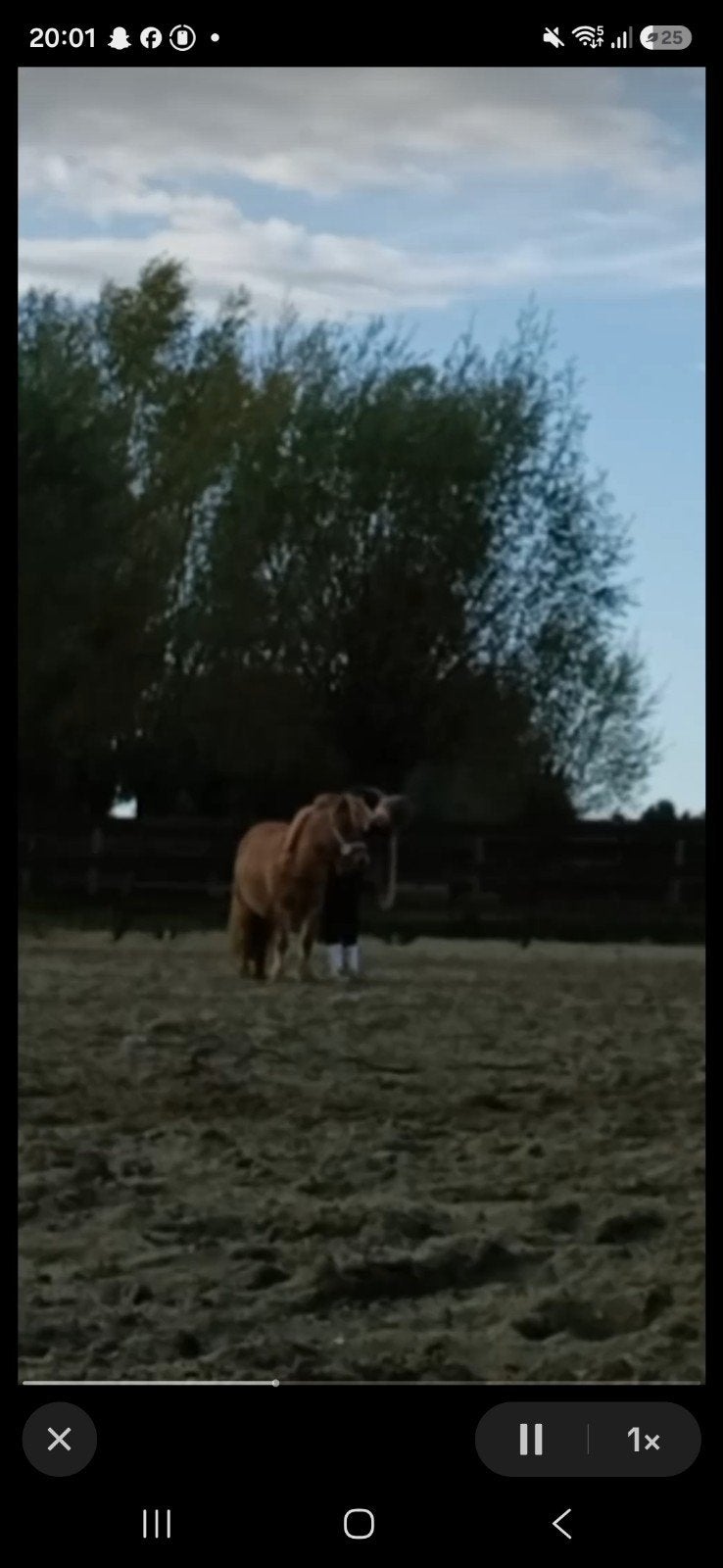 trainings paard gezocht!!