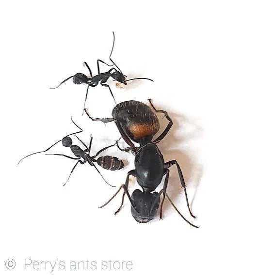 Camponotus cruentatus queen, Mieren