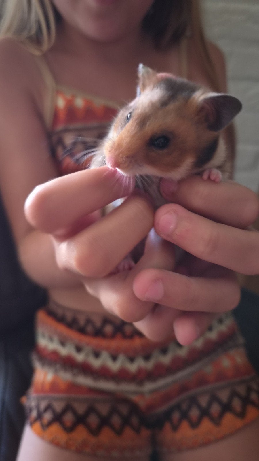 super handtamme dwerg goudhamster vrouwtje, Dieren en Toebehoren, Hamster, April, Vrouwelijk, Tam