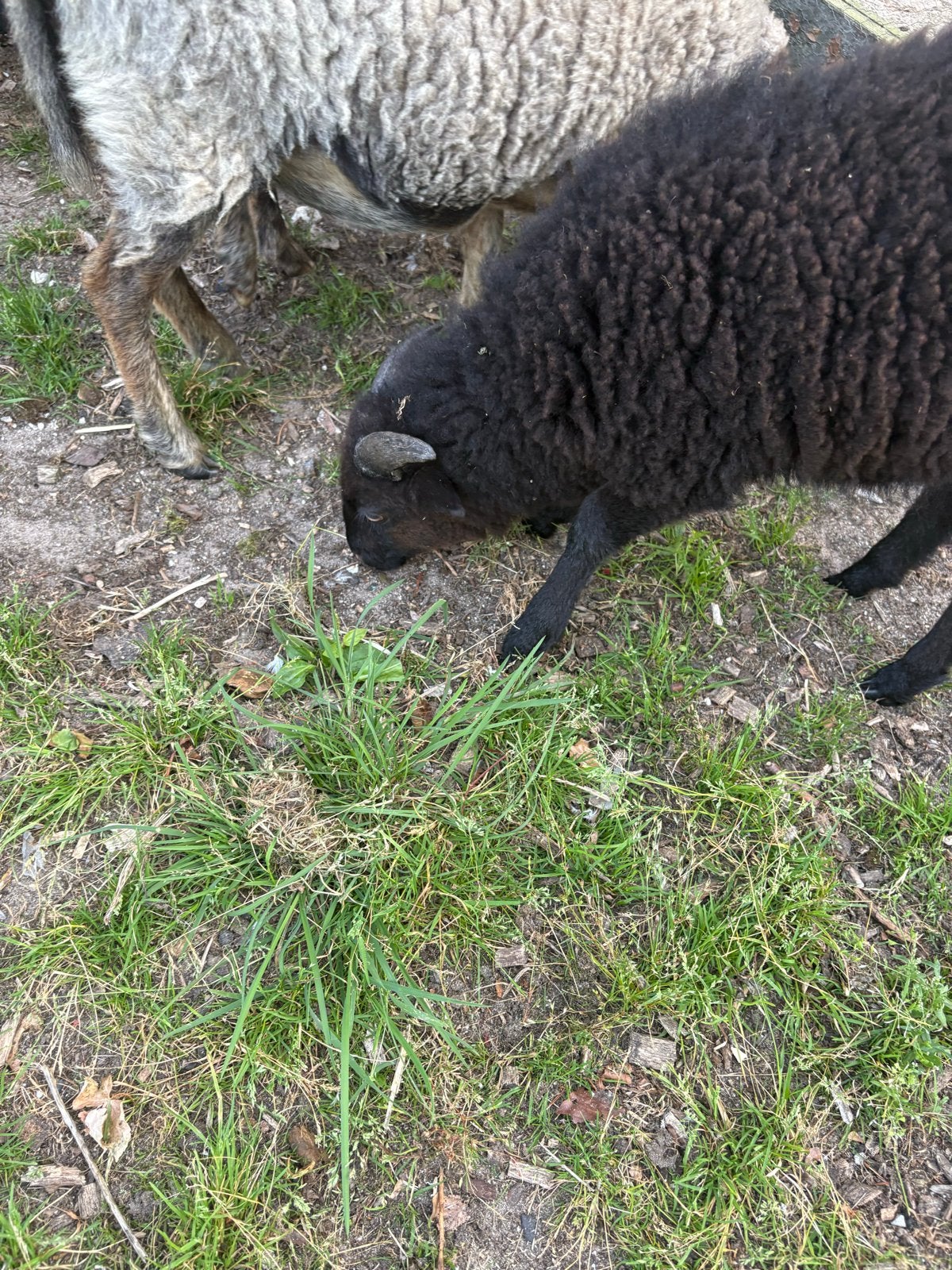 Ouessant  Ram, Meerdere dieren, Schaap, 0 tot 2 jaar