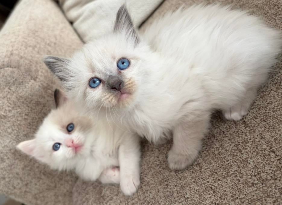 Prachtige ragdoll kittens, Meerdere dieren, Ontwormd, 0 tot 2 jaar