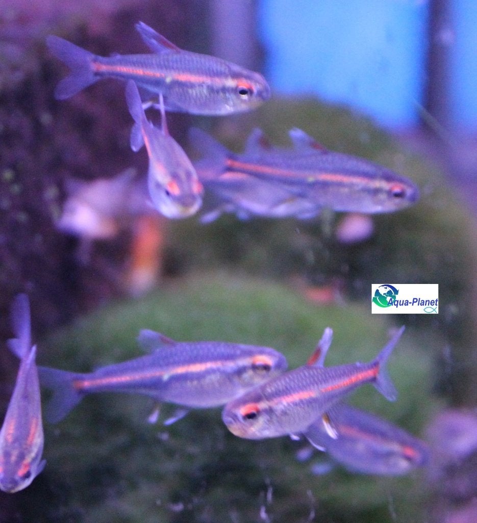 Vuurneon, Dieren en Toebehoren, Vis, Zoetwatervis, Schoolvis