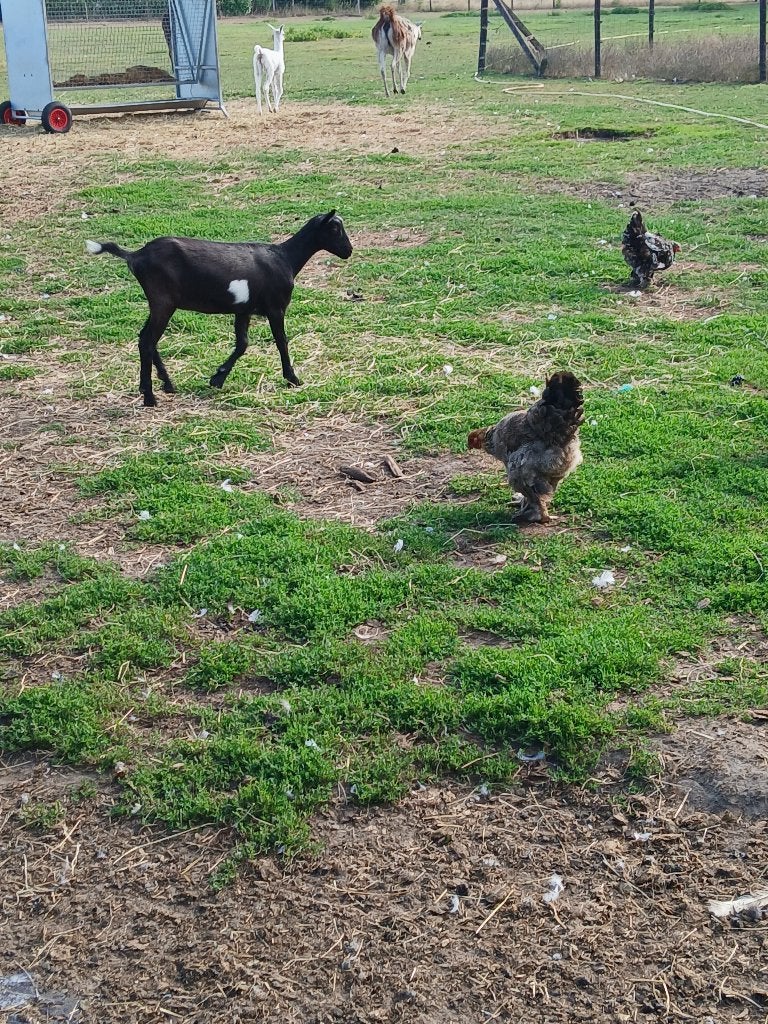 te koop jong geit, Dieren en Toebehoren, Vrouwelijk, Geit