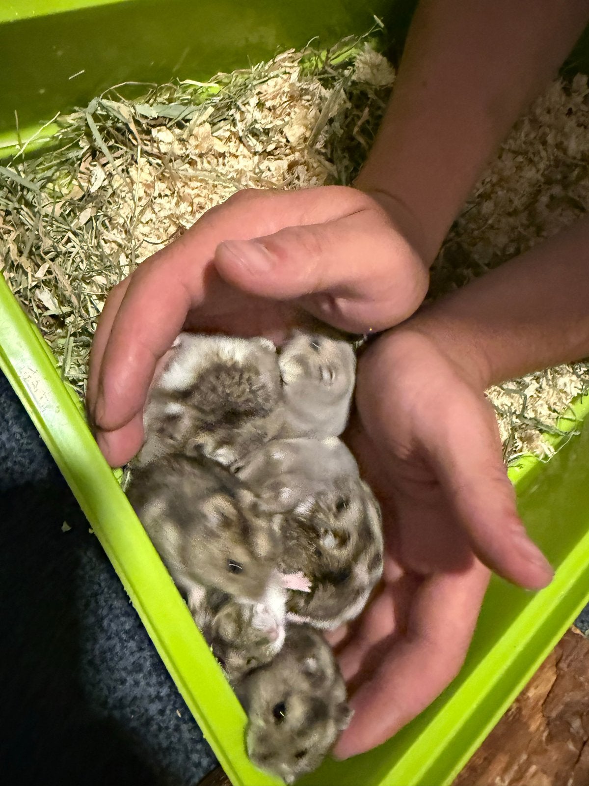 een hamster, Dieren en Toebehoren, Knaagdieren, Juni, Muis, Geslacht onbekend, Tam