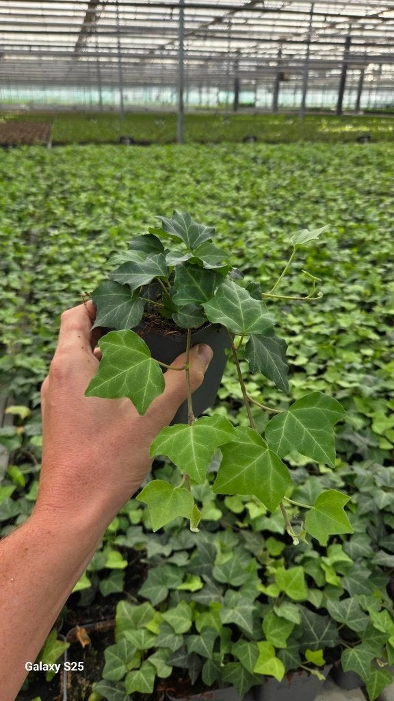 Hedera Helix - Klimop - Kleinbladig - korte rank, Ophalen, Vaste plant, Bloeit niet, Halfschaduw
